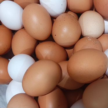 Продажа домашних яиц