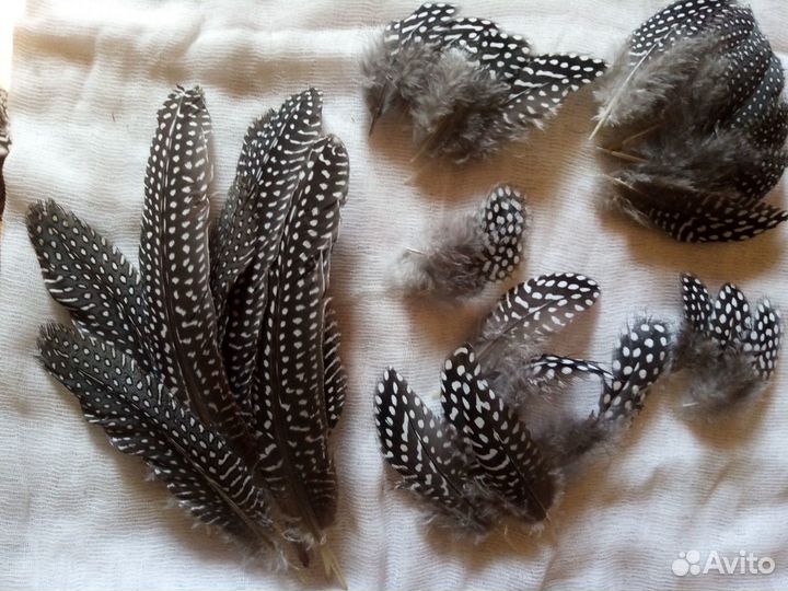 Перо цесарки