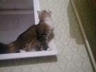 Кошка(девочка) +туалет