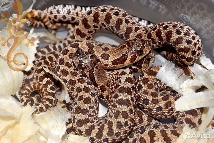 Змеи и ящерицы для новичков и опытных киперов