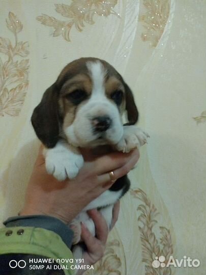 Бигль девчушка