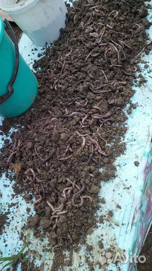 Черви выползки