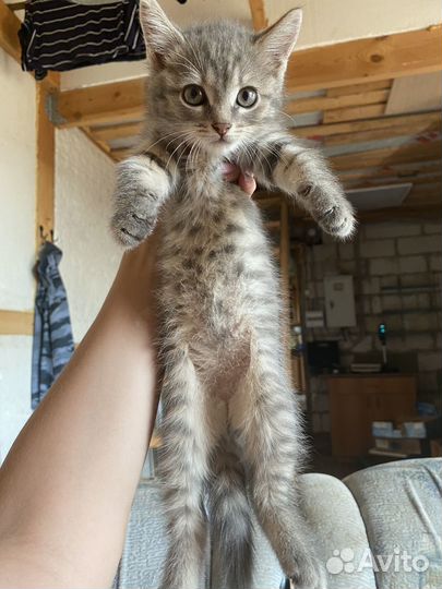 Котенок в дар