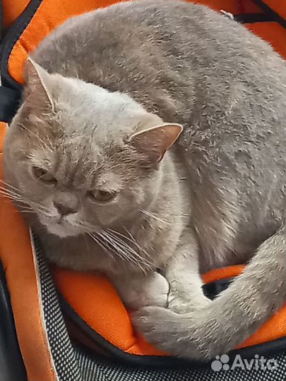 Кошку в добрые руки