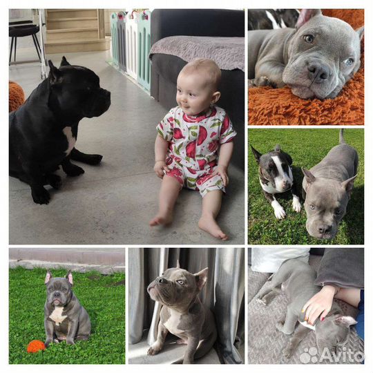 Американский булли