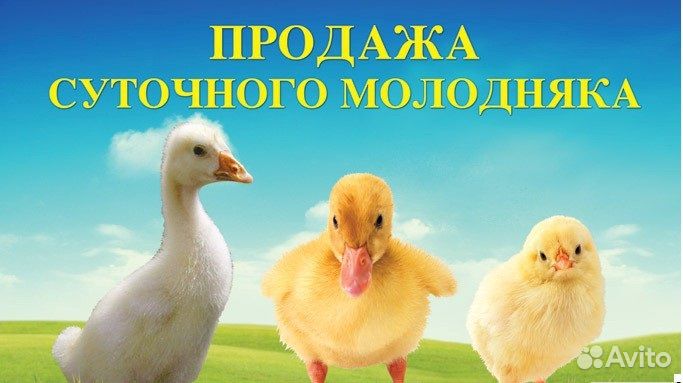 Гусята утята индюшата