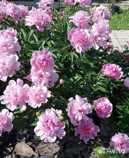 Саженцы пионов травянистых