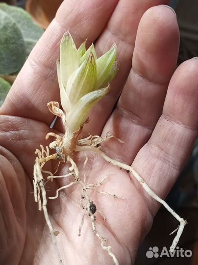 Суккуленты. Хавортия Цимбиформис вариегата