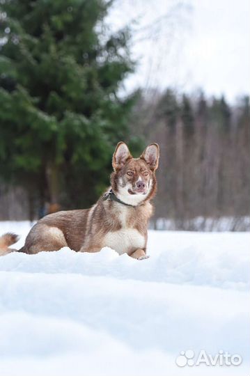Шикарная собака в добрые руки
