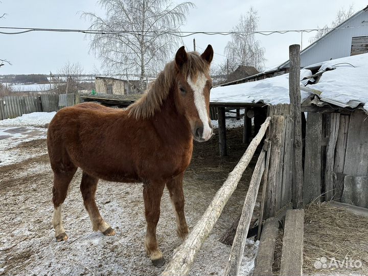 Продается жеребенок