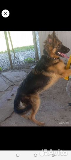 Немецкая овчарка