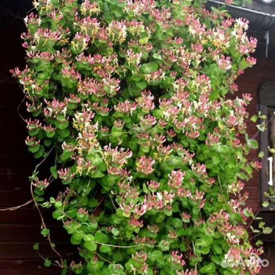 Жимолость Каприфоль