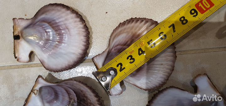 Морские гребешки ракушки раковины