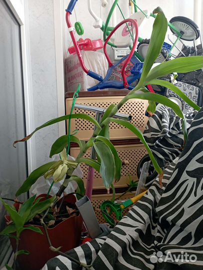 Комнатные цветы