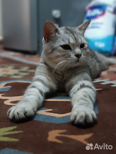 Британская