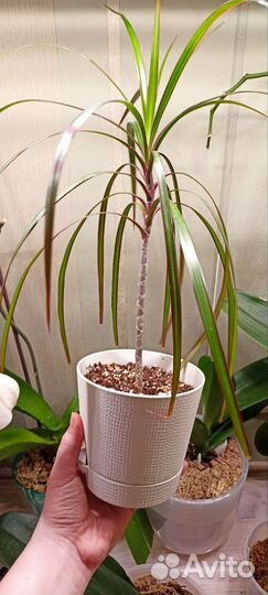 Пальма Драцена