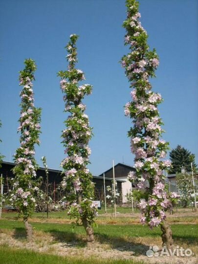 Саженцы колоновидных деревьев