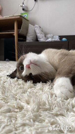 Котята сноу шу