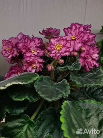 Сортовые фиалки цветущие