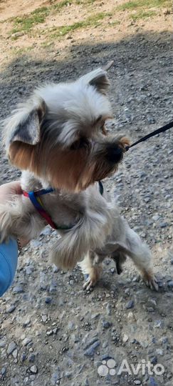 Йоркширский терьер мини вязка