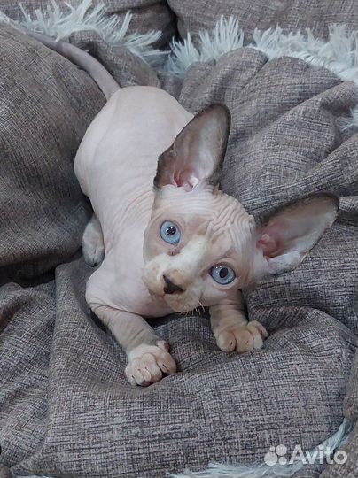 Канадский сфинкс