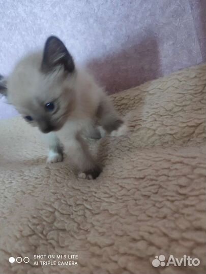 Кошка
