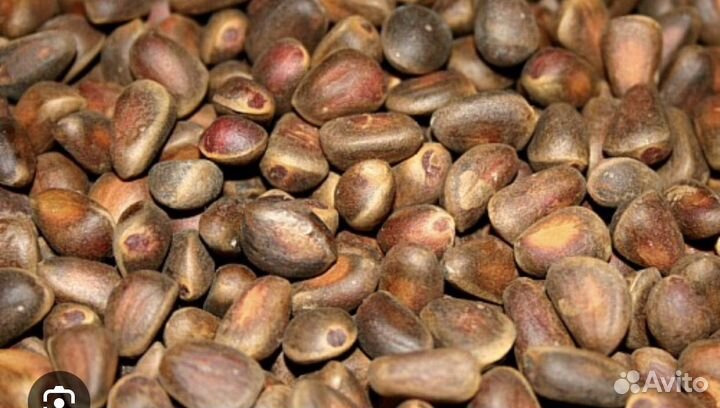 Кедровый орех 2024 года