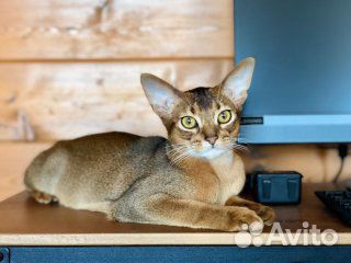 Абиссинские котята