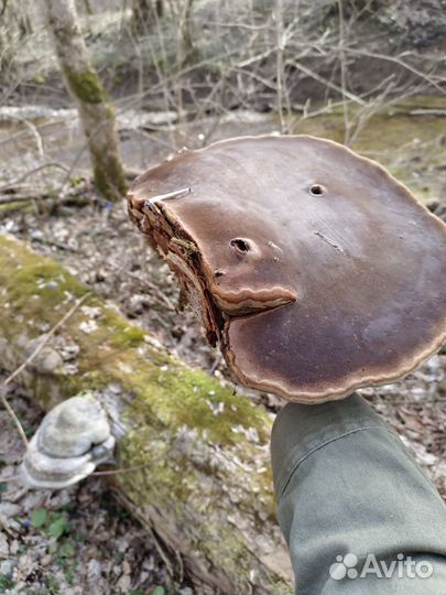 Трутовик большой гриб нарост на дереве