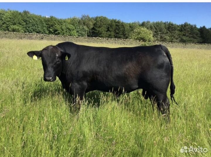 Быки на племя