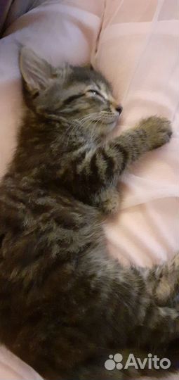 Подарю красивых котят