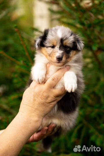 Щенки шелти