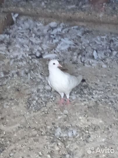 Бакинские голуби