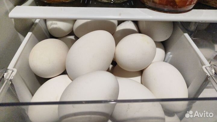 Гусиное яйцо