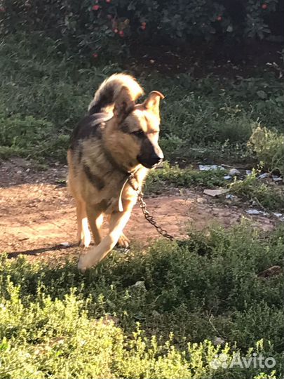 Собака охранник