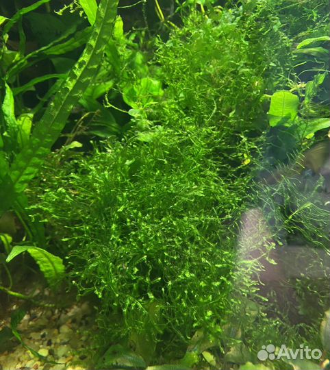 Аквариумные растения: