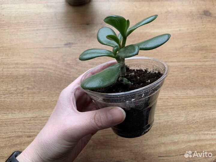 Комнатные цветы денежное дерево толстянка крассула