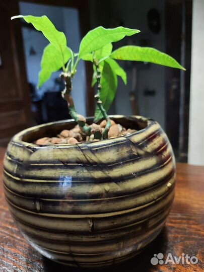 Бонсай манго