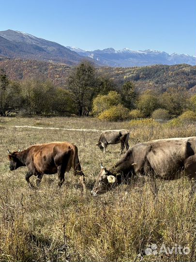 Стадо швицов