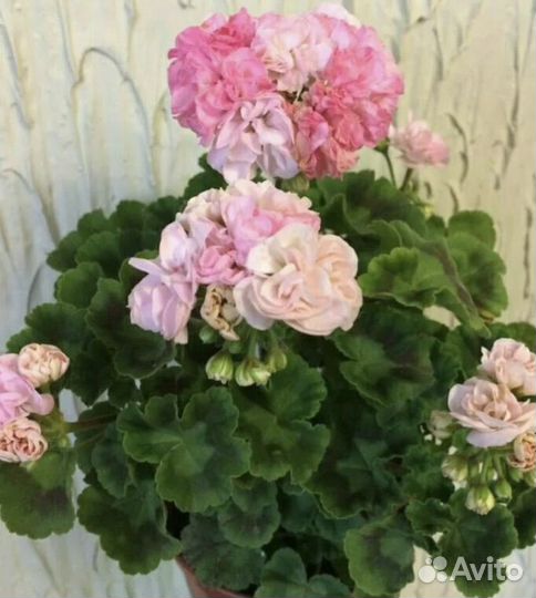 Пеларгония герань