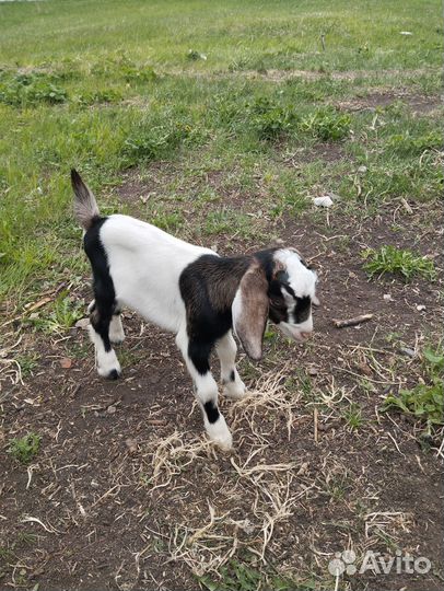 Козлы козлята