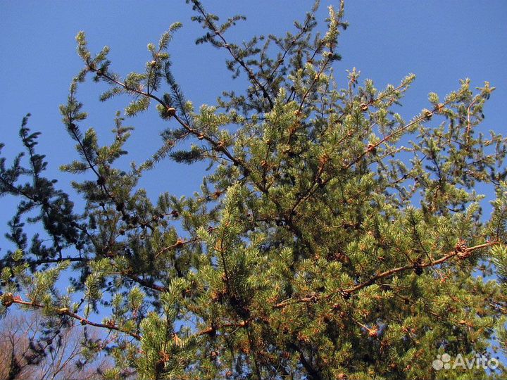 Сосна Банкса/шишки с семенами