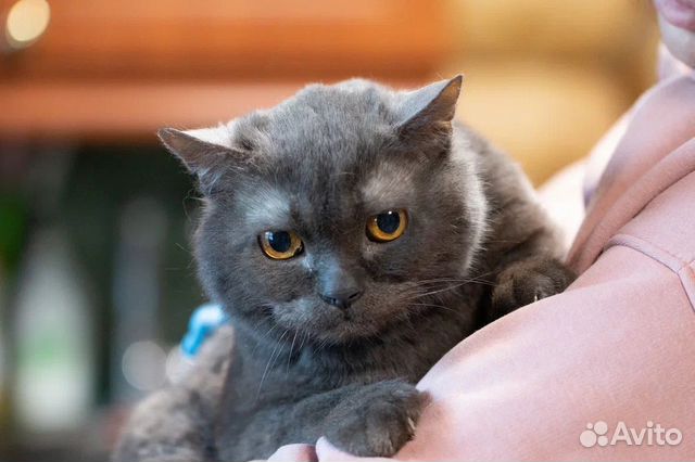Томас, британский кот обречен на жизнь в клетке объявление продам
