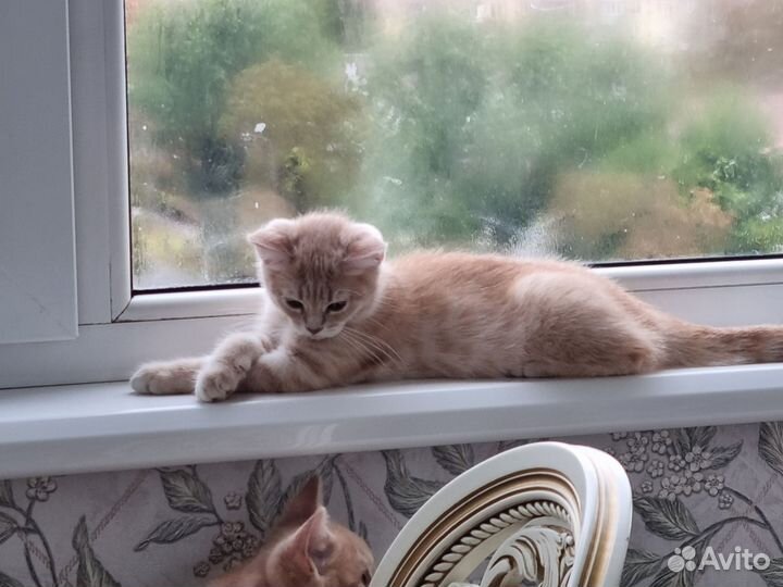 Котята британской породы