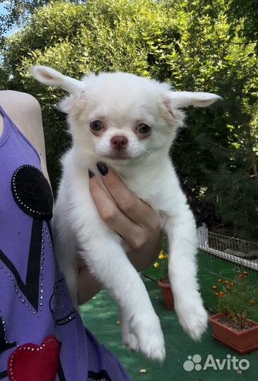 Принцесса Симба