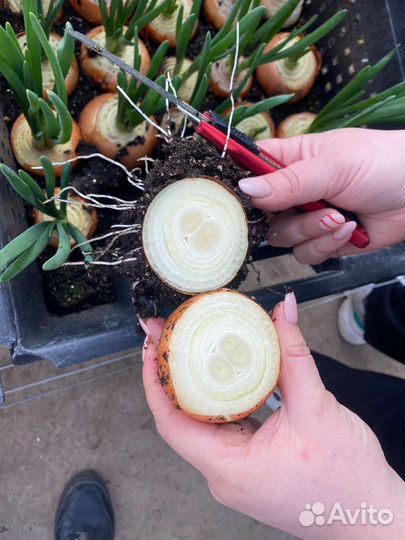 Штудрард из севка на выгонку пера