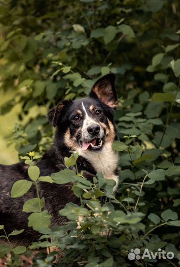 Бордер-колли метис в добрые руки