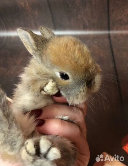 Декоративные кролики