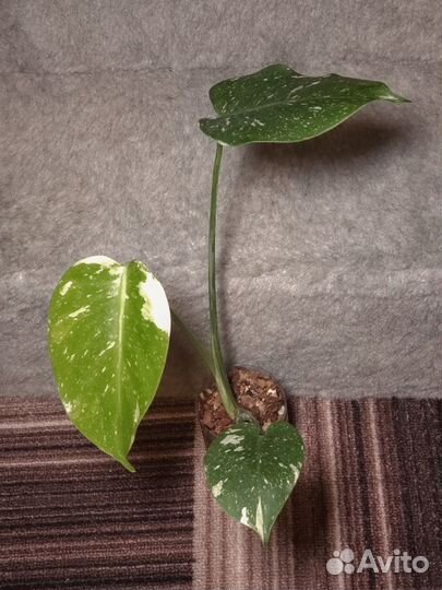 Монстера Тайское созвездие