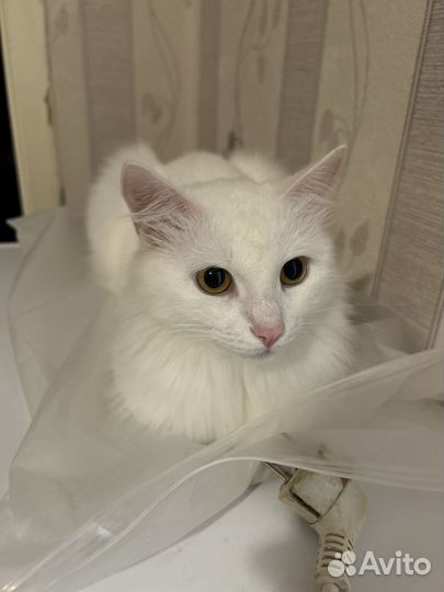 Отдам кошку в добрые руки